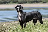 DOGUE ALLEMAND 153